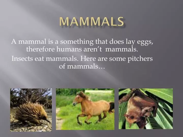 mammals