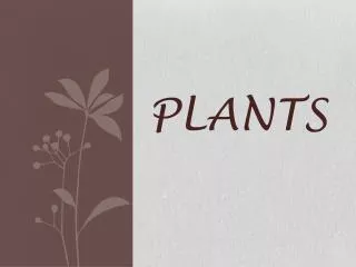 Plants