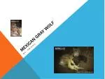 Mexican Gray Wolf - slide 1