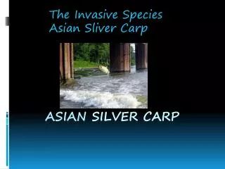 Asian Silver Carp