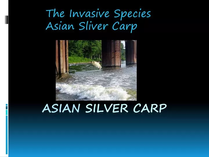 the invasive species asian sliver carp