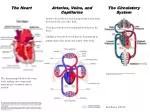 Understanding the Human Circulatory System: Heart, Arteries, Veins, and Blood Components - slide 1
