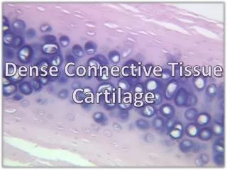 Dense Connective Tissue Cartilage