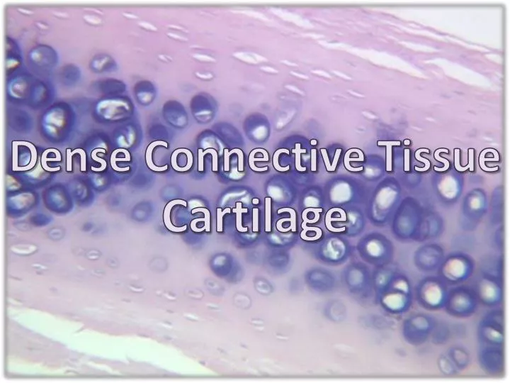 dense connective tissue cartilage