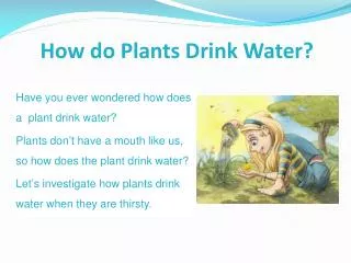 How do Plants Drink Water?