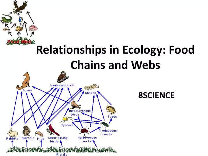 relationships in ecology food chains and webs