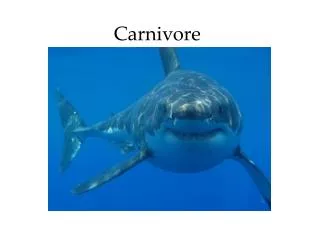 carnivore