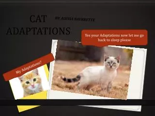CAT ADAPTATIONS