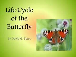 Life Cycle of the Butterfly