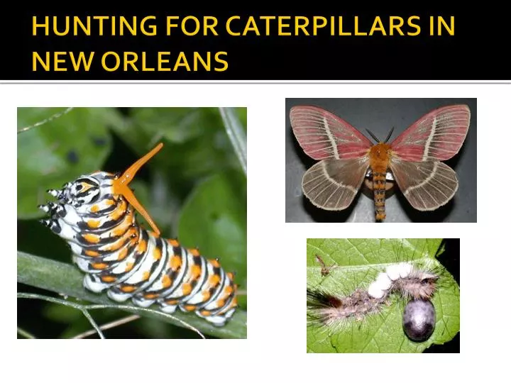 hunting for caterpillars in new orleans