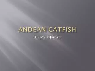 ANDEAN CATFISH