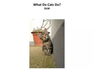 What Do Cats Do? DLM
