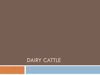 dairy cattle