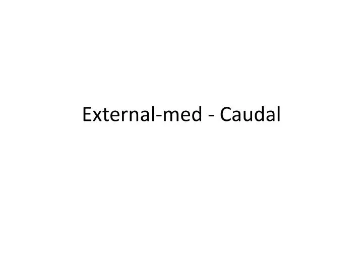 external med caudal