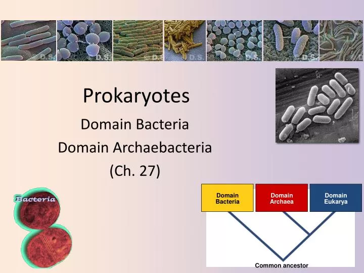 prokaryotes