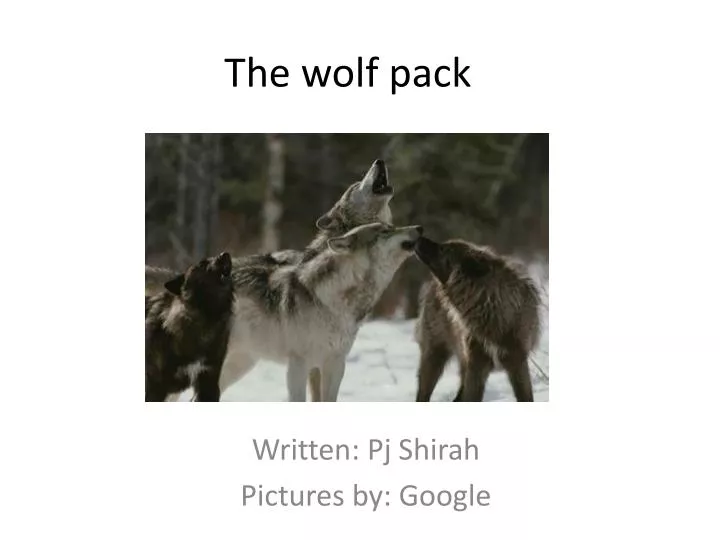 the wolf pack