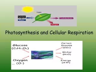 Photosynthesis and Cellular Respiration