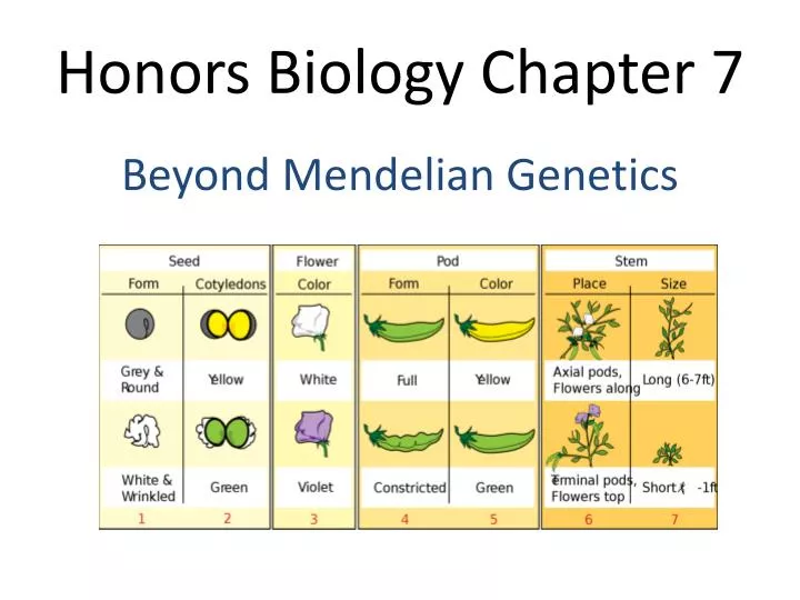 honors biology chapter 7