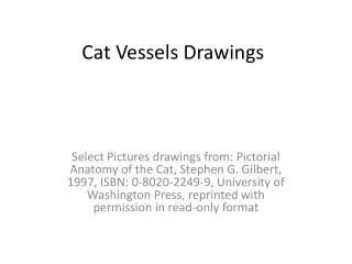 Cat Vessels Drawings