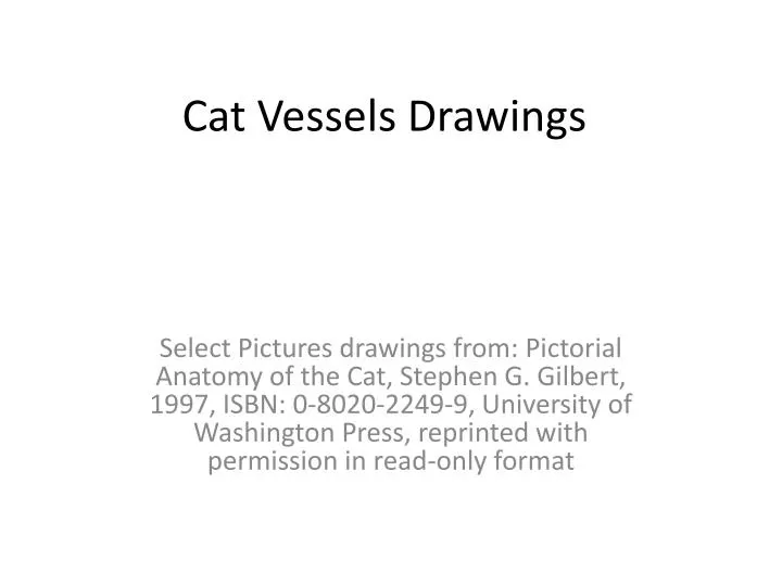 cat vessels drawings