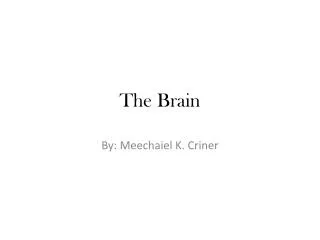 The Brain