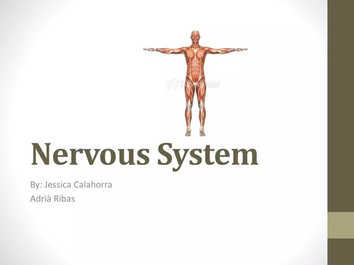 nervous system