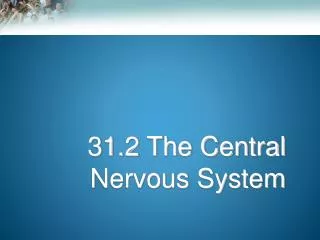 31.2 The Central Nervous System