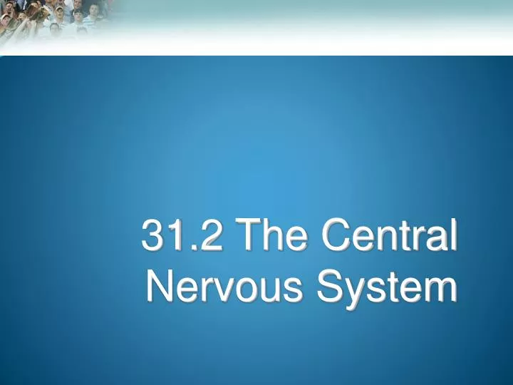 31 2 the central nervous system