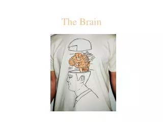 The Brain