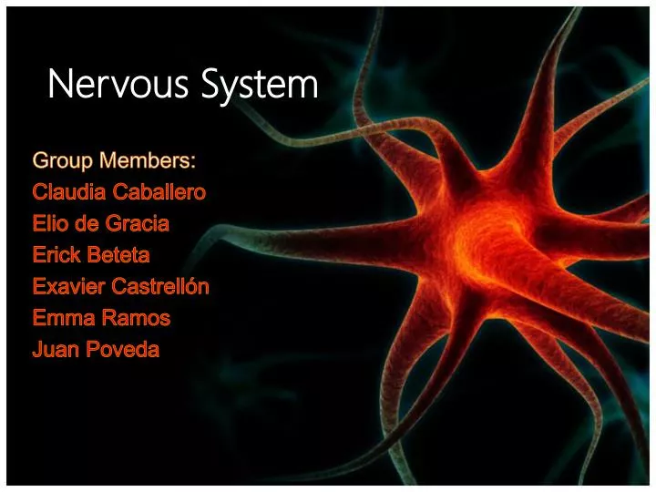 nervous system