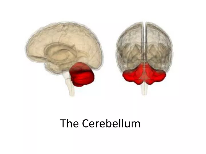 the cerebellum