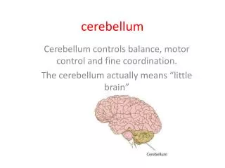 cerebellum