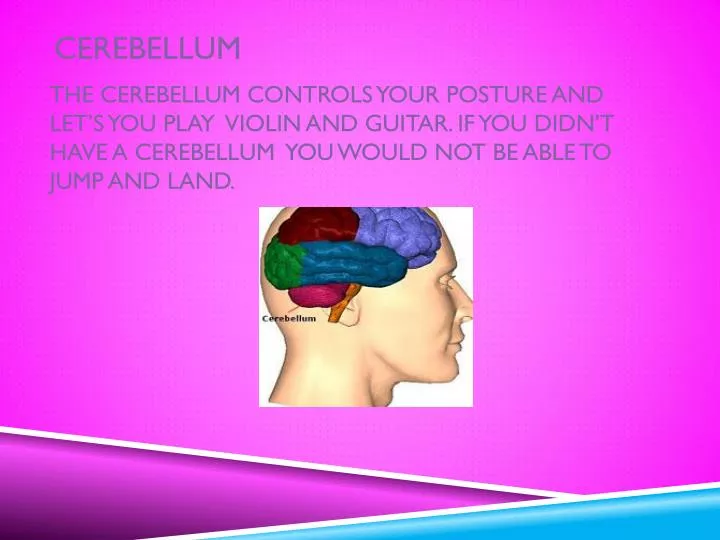 cerebellum