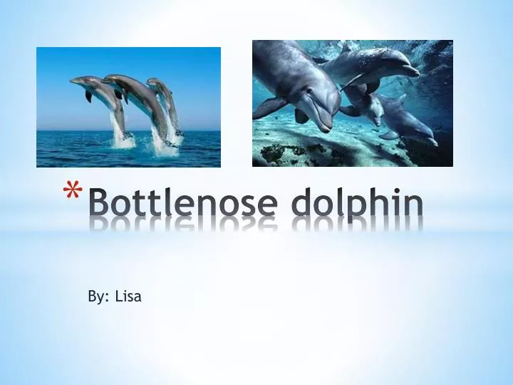 bottlenose dolphin