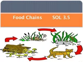 Food Chains SOL 3.5