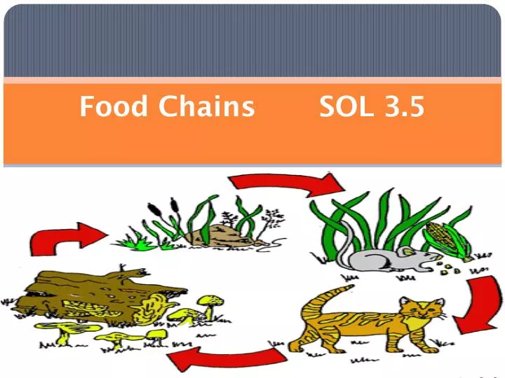 food chains sol 3 5