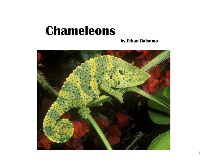 chameleons by ethan balsamo