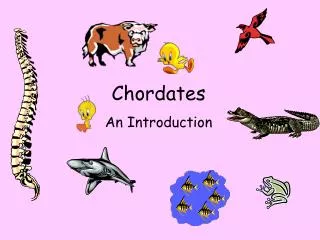 Chordates An Introduction