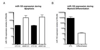miR-155 expression during Apoptosis