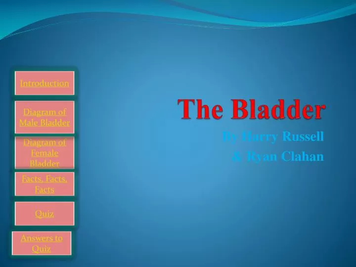 the bladder
