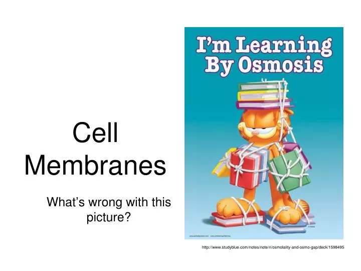 cell membranes