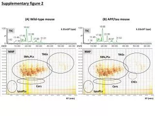 (B) APP/tau mouse