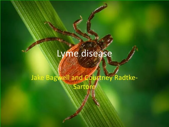 lyme disease