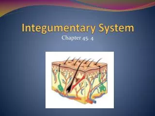 Integumentary System