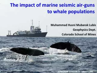 The impact of marine seismic air-guns to whale populations
