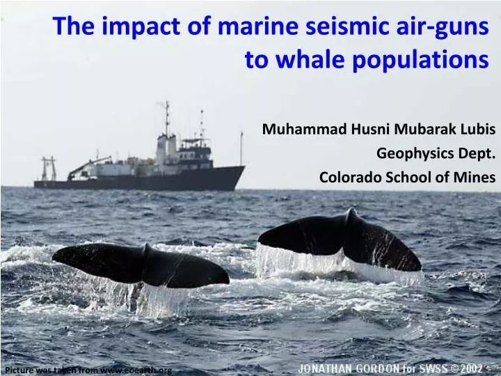 the impact of marine seismic air guns to whale populations