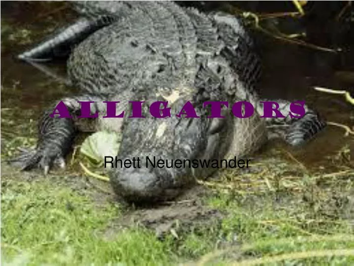 alligators