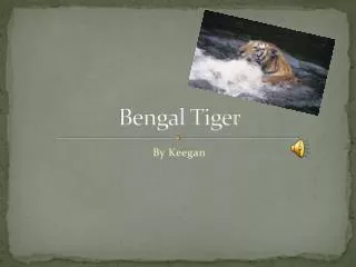 Bengal Tiger