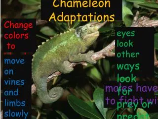 Chameleon Adaptations