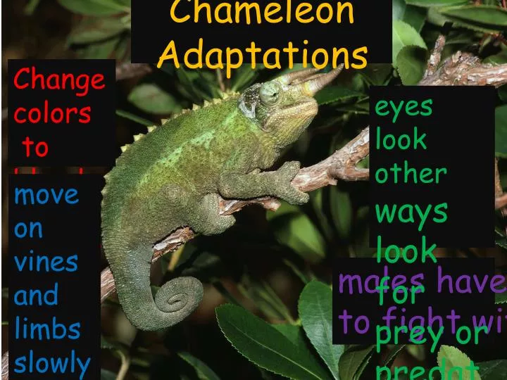 chameleon adaptations